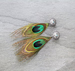 TL-47  Peacock Feather Earrings  |  Silver
